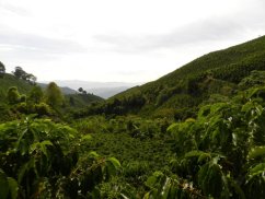 Colombia Tumbaga sugarcane decaf
