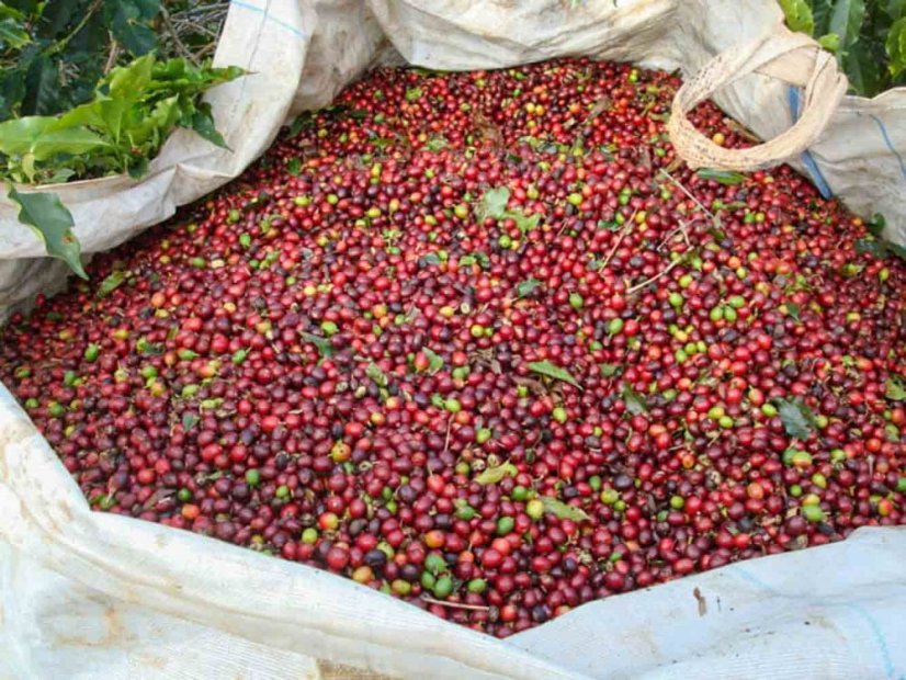 Brazil Fazenda das Almas natural anaerobic - Praženie a balenie: espresso 250g