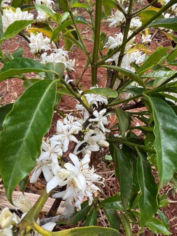 Ethiopia Guji Mekadu - Praženie a balenie: filter 500g