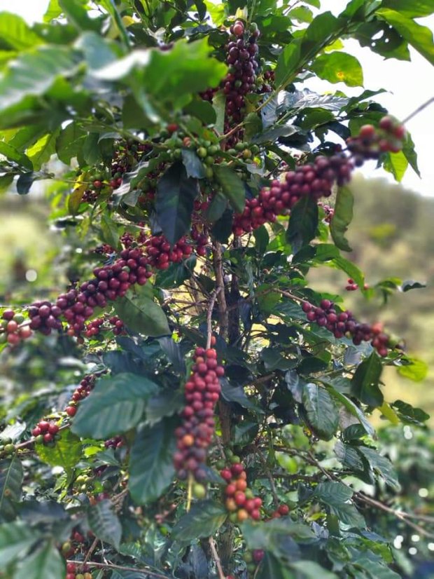Vietnam Langbiang double washed - Praženie a balenie: espresso 250g