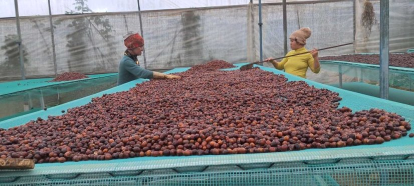 Vietnam Langbiang double washed