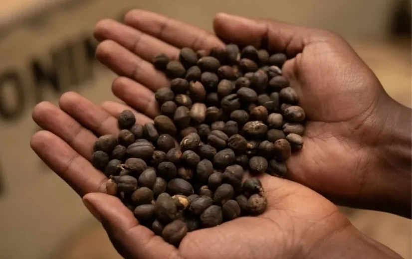 Kenya Endebess natural - Praženie a balenie: filter 500g