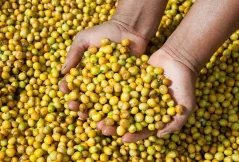 Brazil Fazenda das Almas