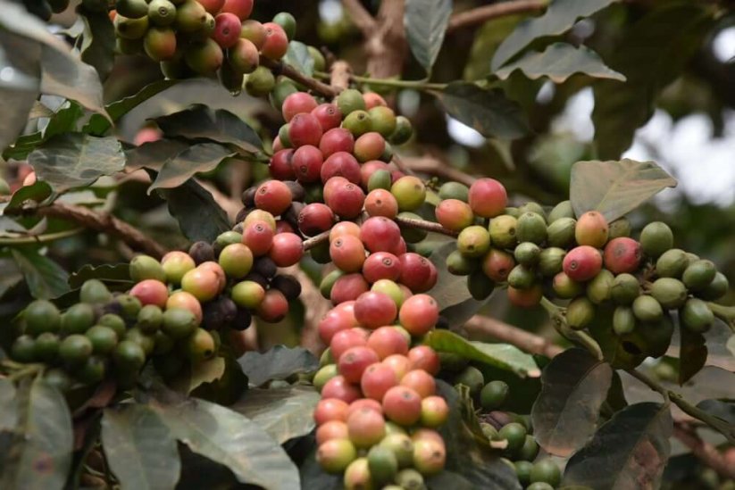 Kenya Docha Kiambu AB - Praženie a balenie: espresso 500g