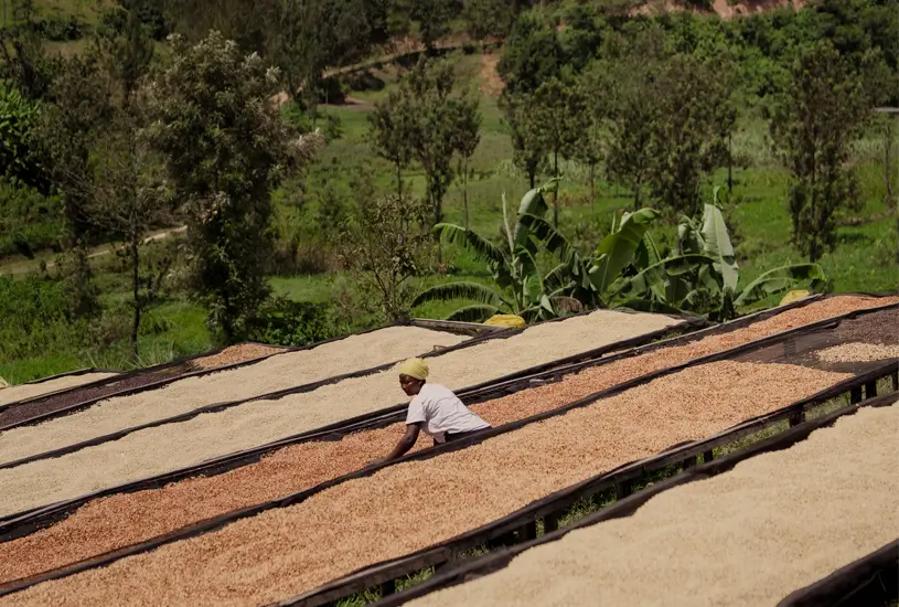 Rwanda Rugali natural - Praženie a balenie: filter 500g