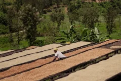 Rwanda Rugali natural