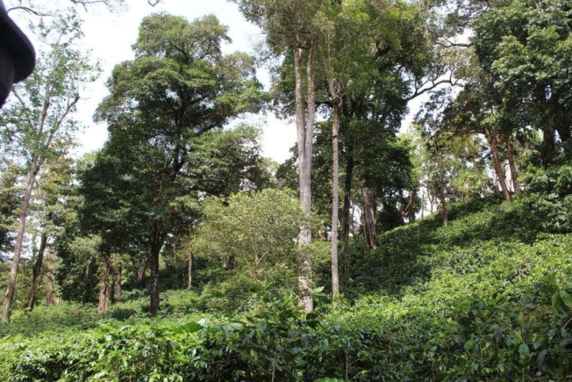 Panama Loma de Los Cedros 1000g - Praženie a balenie: espresso 1kg