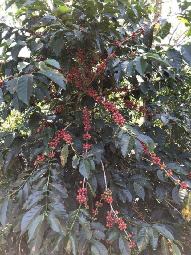 Panama Loma de Los Cedros 1000g - Praženie a balenie: espresso 1kg