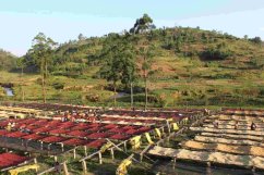Burundi Kibingo