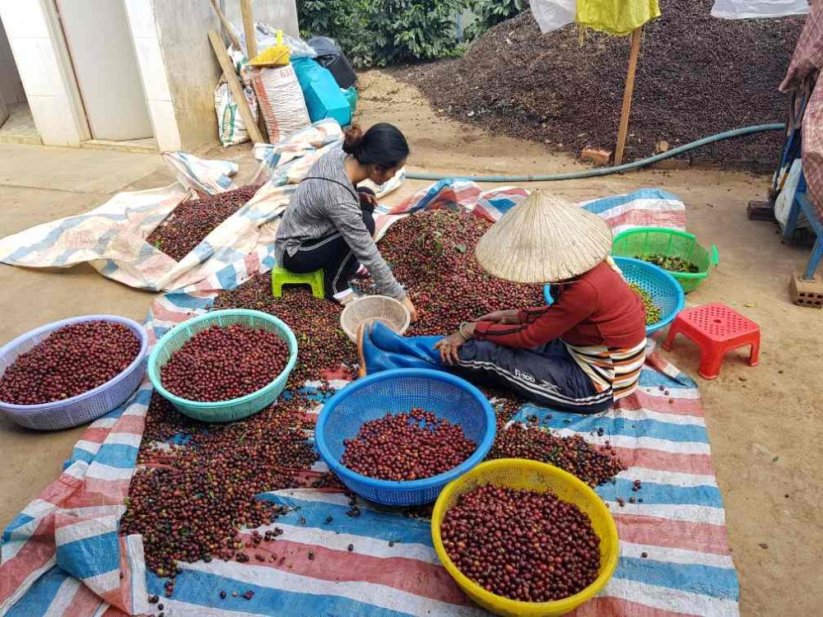 Vietnam Langbiang pink honey - Praženie a balenie: espresso 500g
