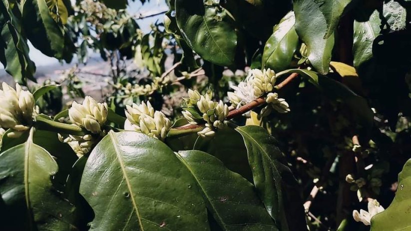Vietnam Langbiang pink honey - Praženie a balenie: espresso 500g