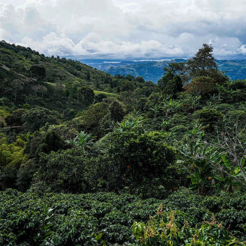 Colombia Ancestro - Praženie a balenie: filter 1kg