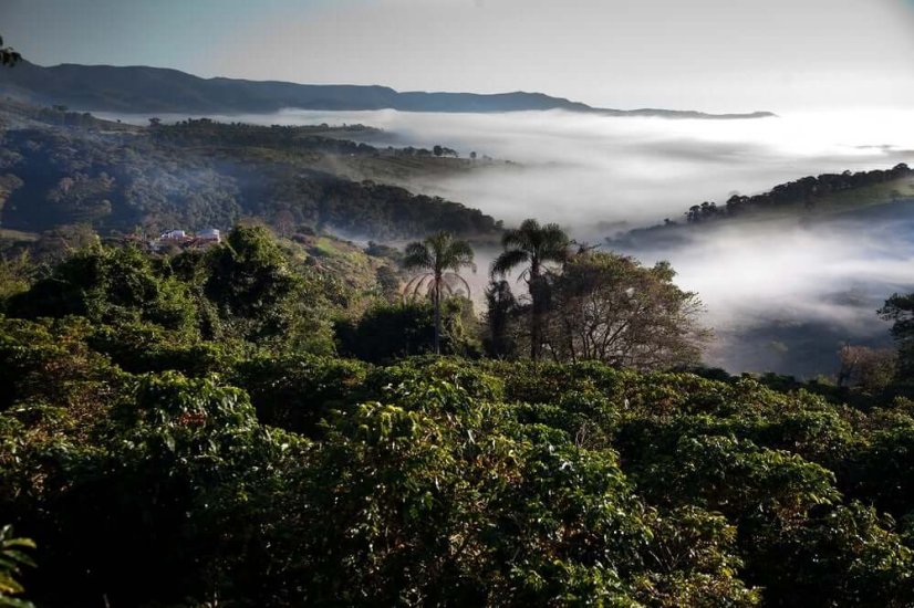Brazil Mantiquiera Mountains 1000g - Praženie a balenie: espresso 1kg