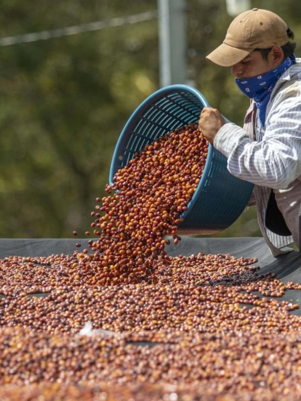 Nicaragua Finca Las Hortensias - Praženie a balenie: espresso 250g