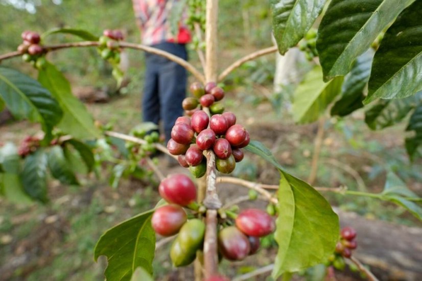 Ethiopia Tomas Ganamo - Praženie a balenie: espresso 500g