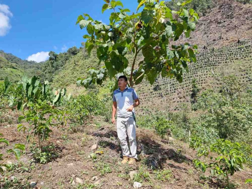 Peru San José del Salto geisha