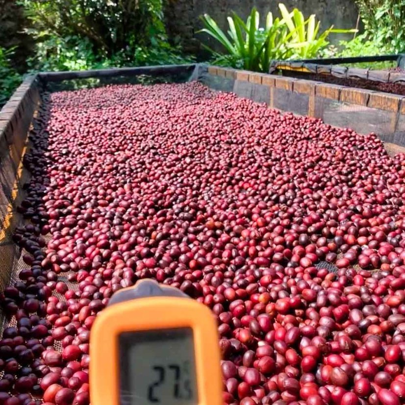 El Salvador Finca La Reforma - Praženie a balenie: espresso 500g