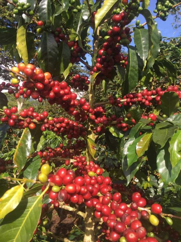 Peru Timbuyacu Maragogype - Praženie a balenie: espresso 500g