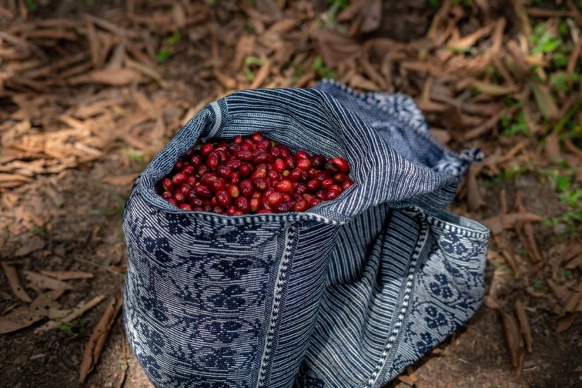 Peru Nueva Esperanza - Praženie a balenie: espresso 1kg