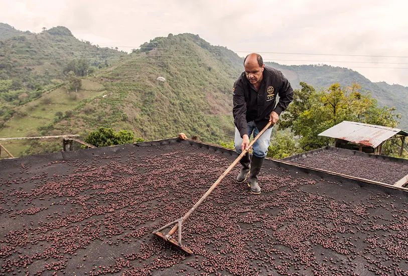 Colombia Finca La Rosa