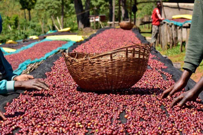 Ethiopia Abebe Hilu Yirgacheffe - Praženie a balenie: filter 1kg