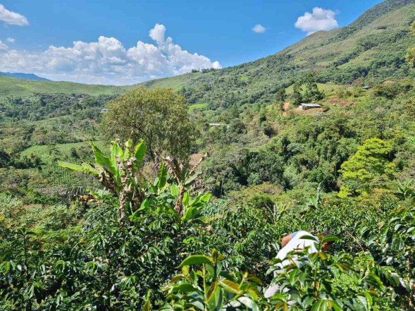 Peru Idelso, Paul, Marcelino geisha