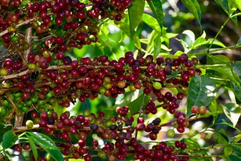 Ethiopia Bombe Chilaga - Praženie a balenie: filter 500g