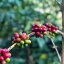 El Salvador Finca El Cerro Pacas - Praženie a balenie: espresso 500g