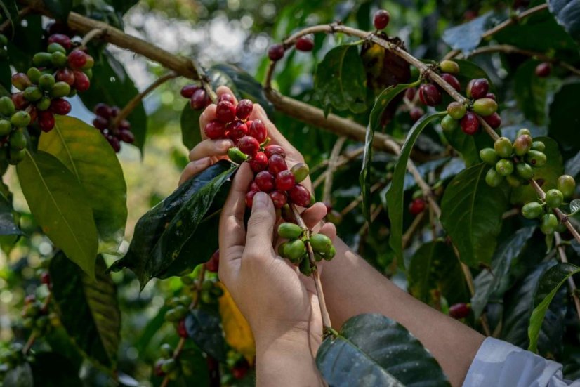 Peru Timbuyacu Maragogype - Praženie a balenie: espresso 500g