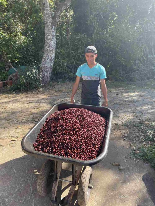 El Salvador Finca El Cerro anacafe - Praženie a balenie: filter 500g