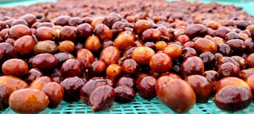 Vietnam Langbiang double washed