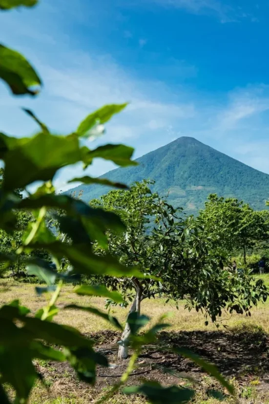 Guatemala Finca Pampojila - Praženie a balenie: espresso 250g