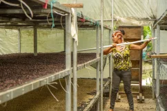 Nicaragua Finca El Ciprés