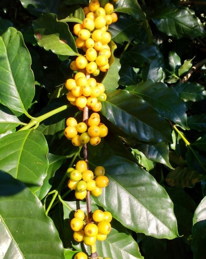 Brazil  Fazenda Mariano - Praženie a balenie: espresso 250g