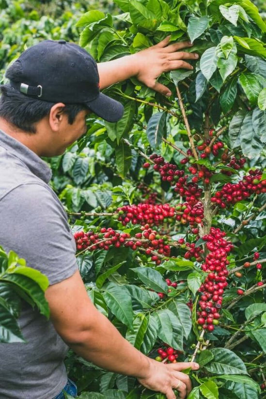 Colombia Monteblanco - Praženie a balenie: espresso 250g