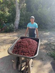 El Salvador Finca El Cerro anacafe