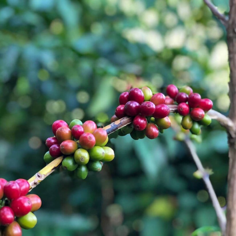 El Salvador Finca La Reforma - Praženie a balenie: espresso 500g