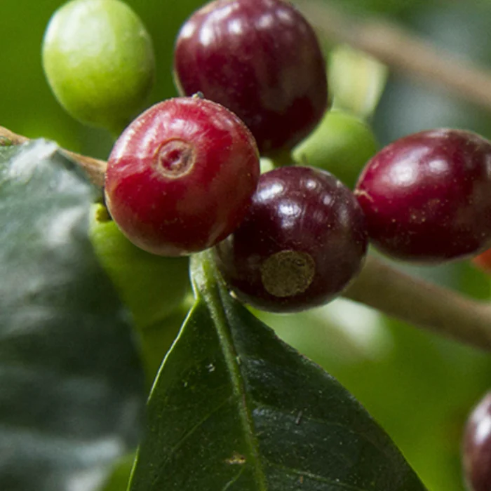 Kenya Endebess natural - Praženie a balenie: espresso 250g