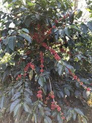 Panama Loma de Los Cedros