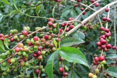 Ethiopia Buku Hurufa