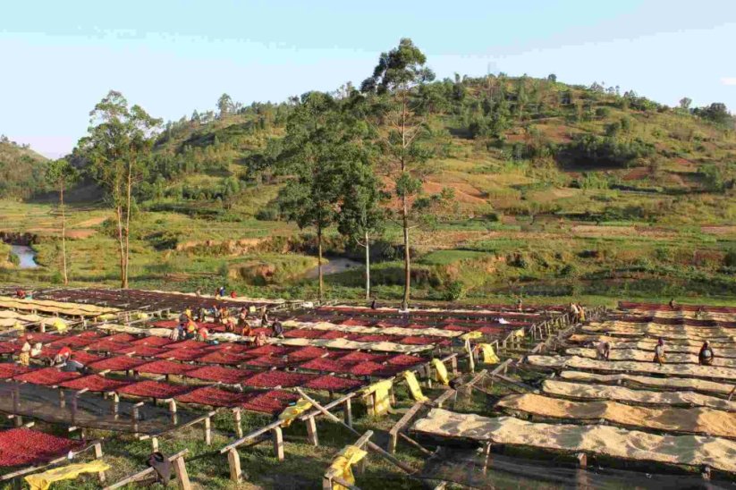 Burundi Kibingo - Praženie a balenie: filter 500g
