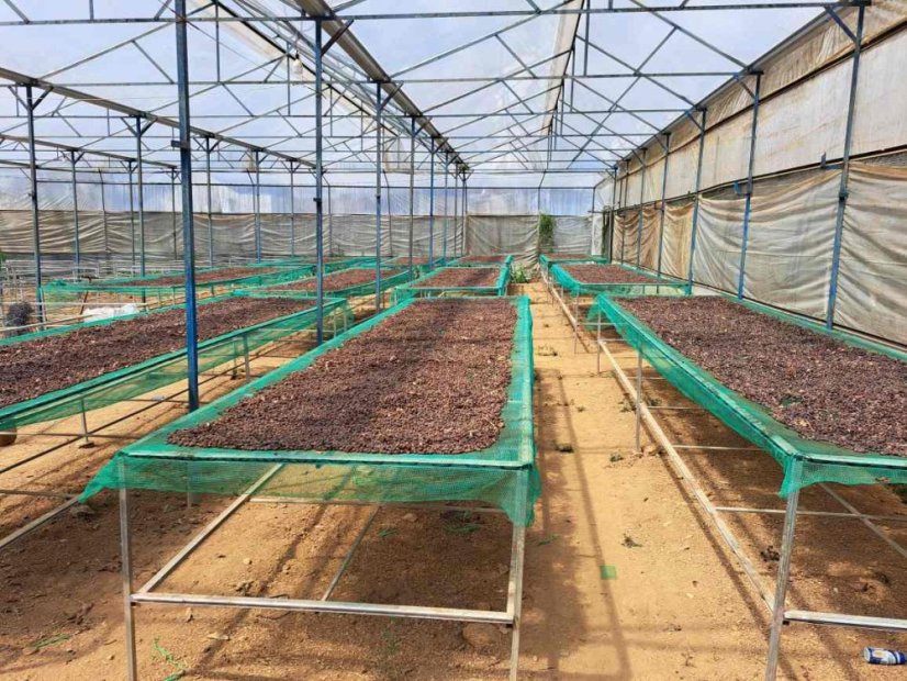 Vietnam Langbiang double washed