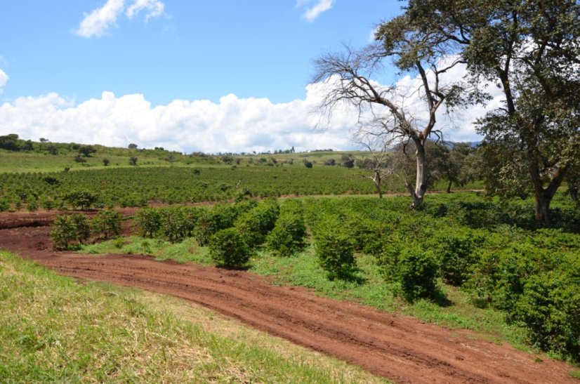 Kenya Endebess natural - Praženie a balenie: espresso 250g