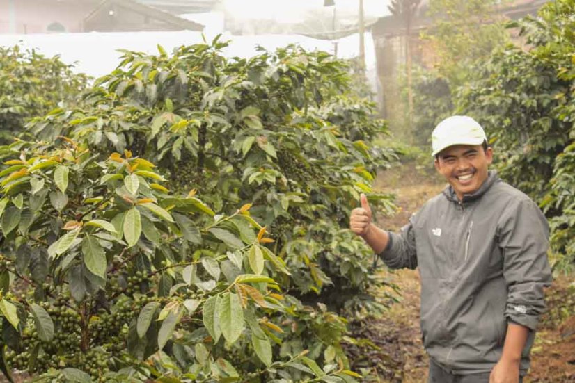 Sumatra Kerinci Bakorah - Praženie a balenie: espresso 250g