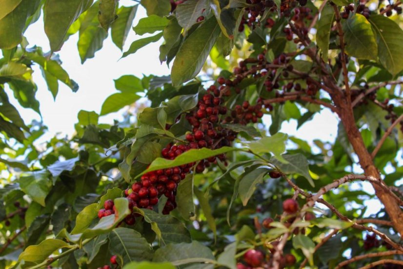 Ethiopia Sidamo Bombe Shantawene - Praženie a balenie: filter 500g