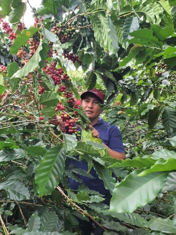 Colombia Monteblanco - Praženie a balenie: espresso 250g