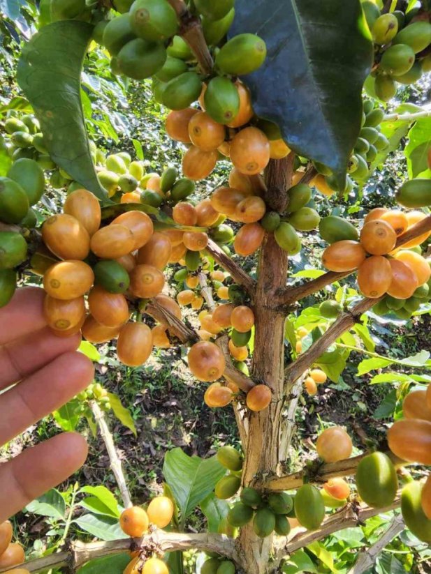 Colombia Quesada Guayacan - Praženie a balenie: espresso 500g