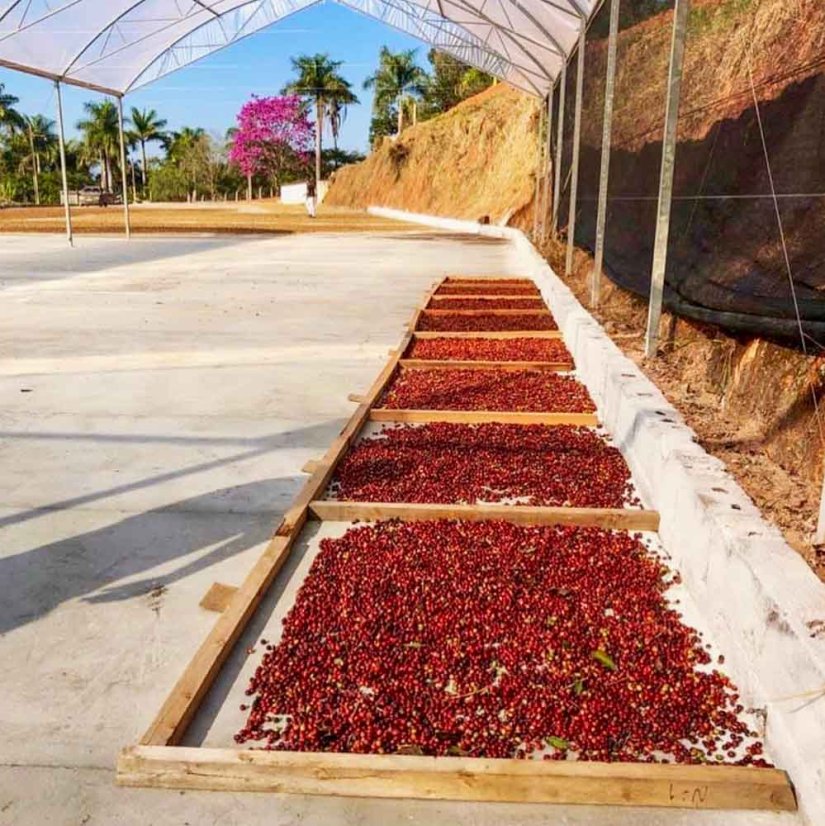 Brazil Fazenda das Almas natural anaerobic - Praženie a balenie: espresso 250g