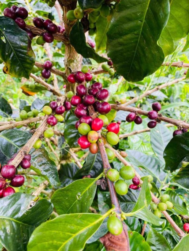 Colombia Jesus Barahona Buenavista - Praženie a balenie: espresso 500g