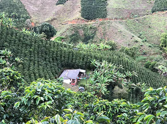 Colombia Finca La Rosa